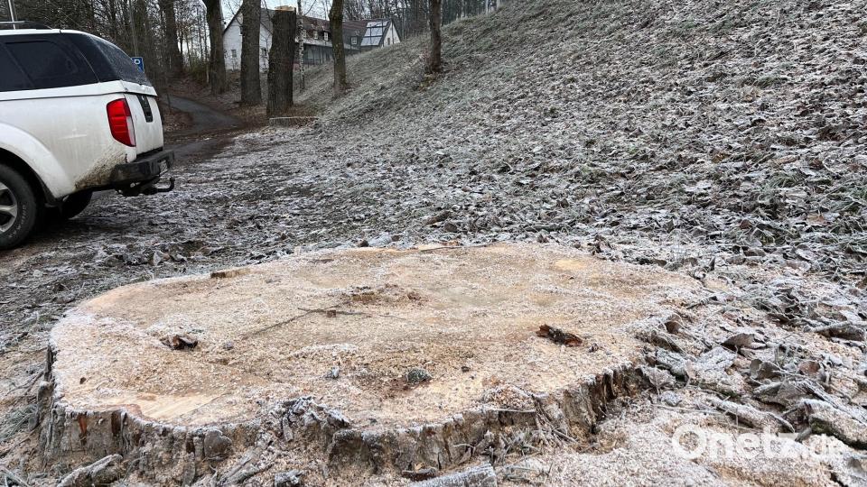 Die Baumriesen an der Allee zur DJK Neustadt sind zum Sicherheitsrisiko geworden und werden deshalb gefällt. Bild: Gabi Schönberger