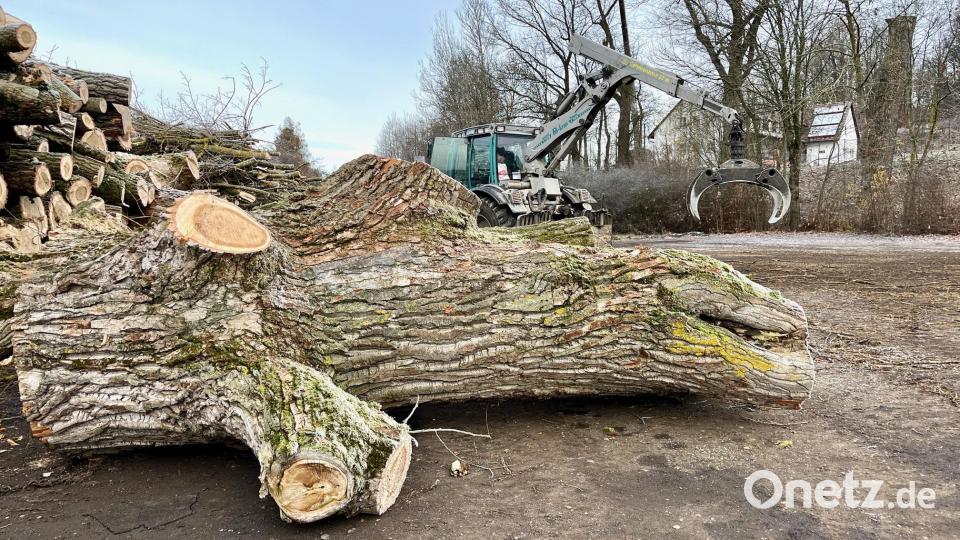Am Boden schichten die Arbeiter mit speziellen Maschinen und Greifern die Baumstücke auf. Bild: Gabi Schönberger