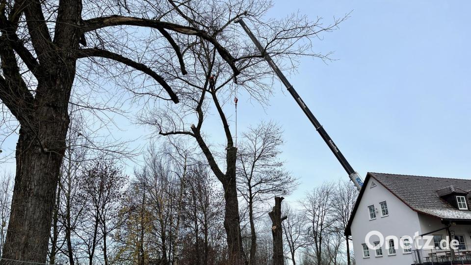 Die Entfernung der riesigen Bäume an der DJK Neustadt ist eine schwierige Aufgabe, bei der auch ein Autokran mit im Einsatz ist. Bild: Gabi Schönberger