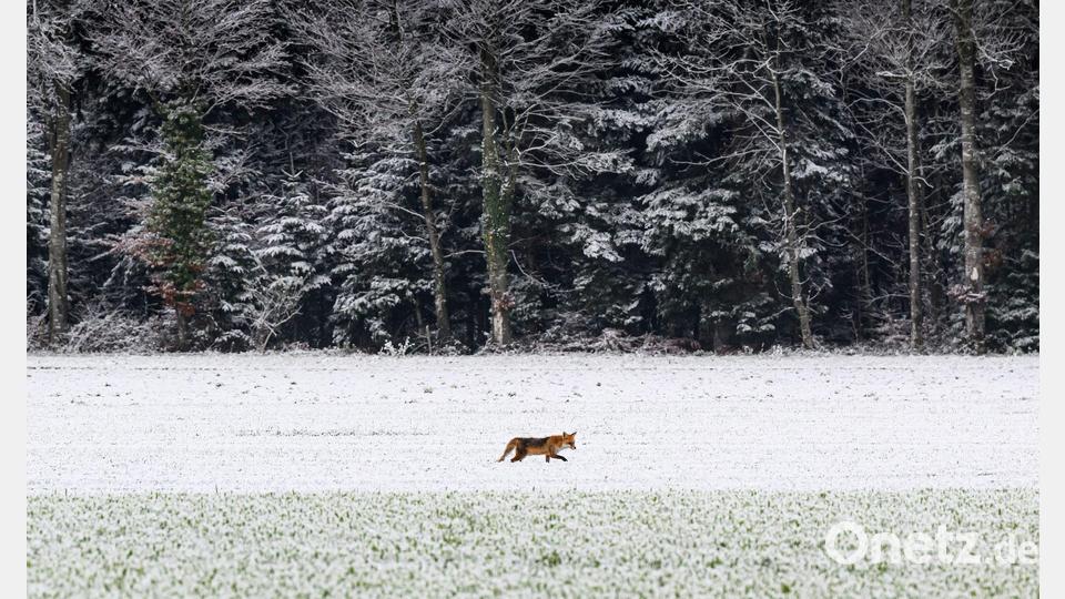 Reineke im Schnee: Ein Fuchs läuft über ein verschneites Feld in der Schweiz. Bild: Christian Beutler/KEYSTONE/dpa