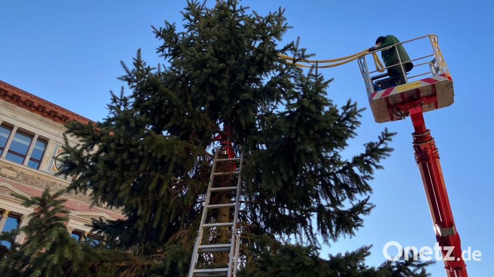 Mit viel Kreativität „retteten“ Arbeiter den Baum zunächst. Bild: Stefan Kruse/-/dpa