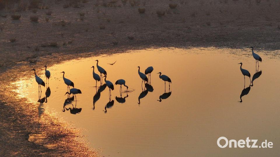 Vögel des Glücks: Kraniche stehen in der chinesischen Provinz Jiangsu und spiegeln sich im Wasser. Bild: Si Wei/XinHua/dpa
