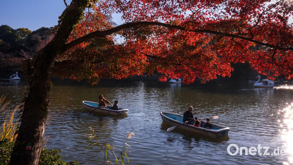 Romantik pur bietet der Herbst in Tokio. Bild: Louise Delmotte/AP/dpa