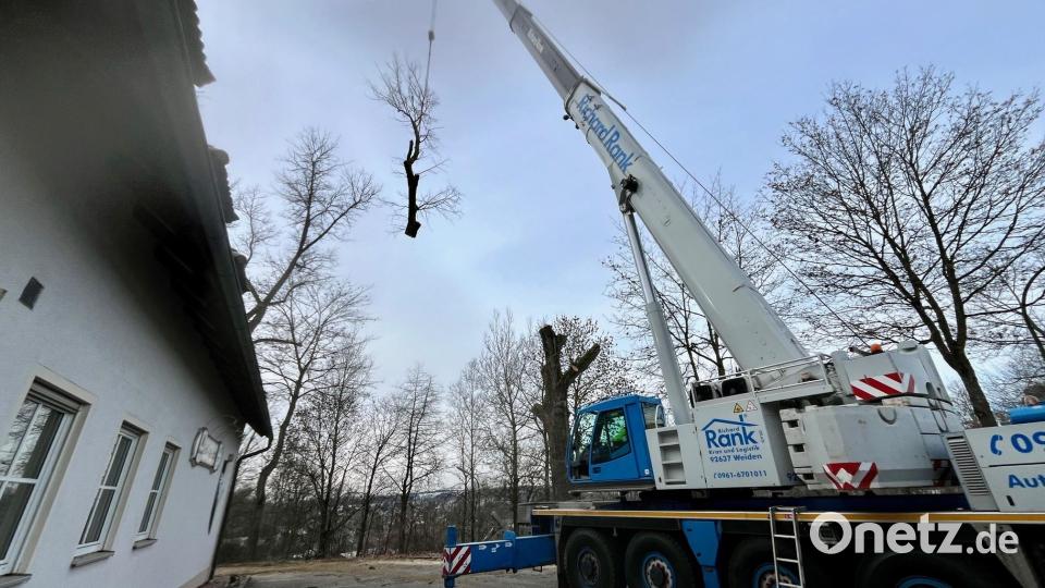 Mit einem Autokran werden die astbruchgefährdeten und damit unsicheren Pappeln bei der DJK Neustadt Stück für Stück gefällt und auf den Boden gelegt. Bild: Gabi Schönberger