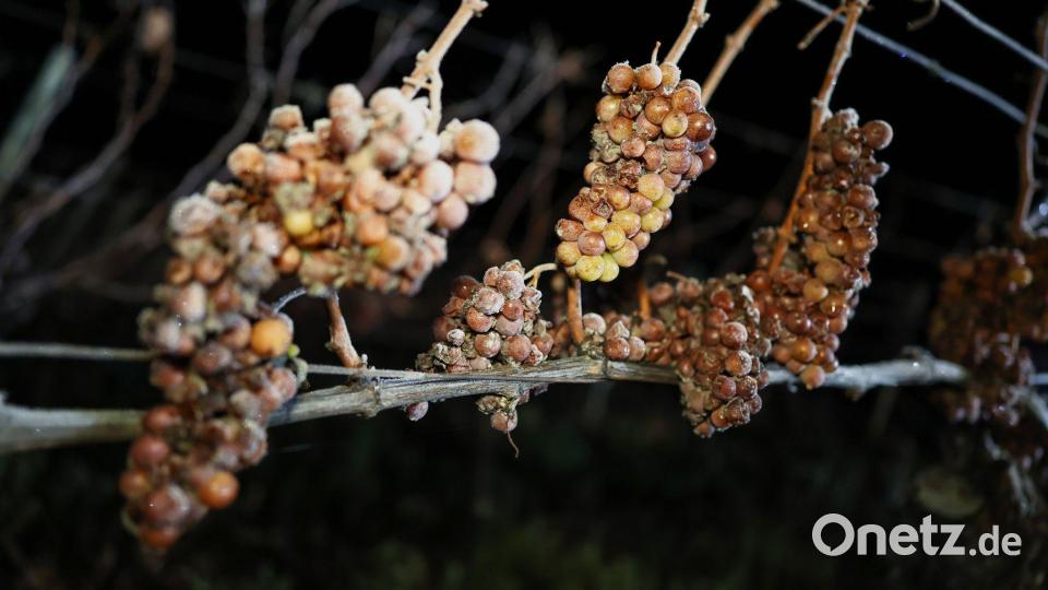 Die Weintrauben müssen im gefrorenen Zustand von Hand gelesen und sofort gepresst werden. Bild: Daniel Löb/dpa