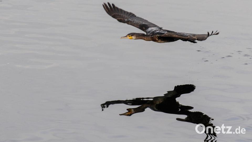 Gut ein halbes Kilogramm Fisch kann ein Kormoran Experten zufolge am Tag verspeisen. (Archivbild) Bild: Felix Kästle/dpa