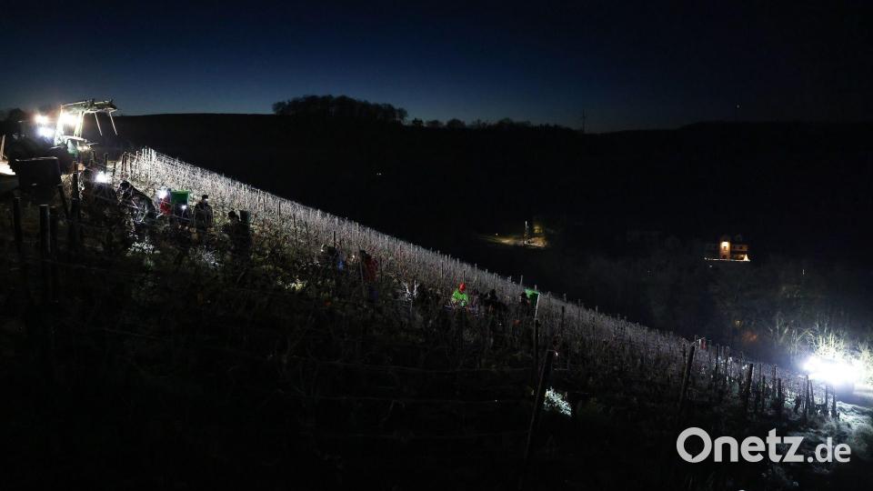Eisweinlese startet: Helfer ernten gefrorene Silvaner-Trauben in Retzstadt Bild: Daniel Löb/dpa