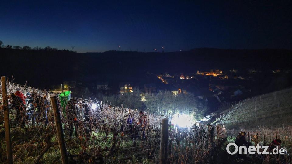 Eiswein darf nur bei Temperaturen von mindestens minus sieben Grad Celsius gelesen werden. Bild: Daniel Löb/dpa
