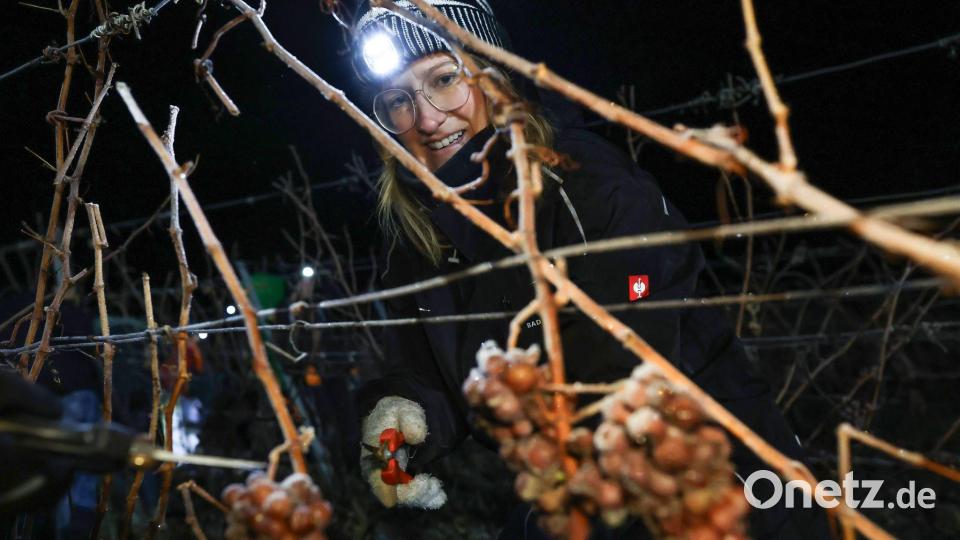Seit etwa 230 Jahren werden in Franken Eisweine hergestellt. Bild: Daniel Löb/dpa