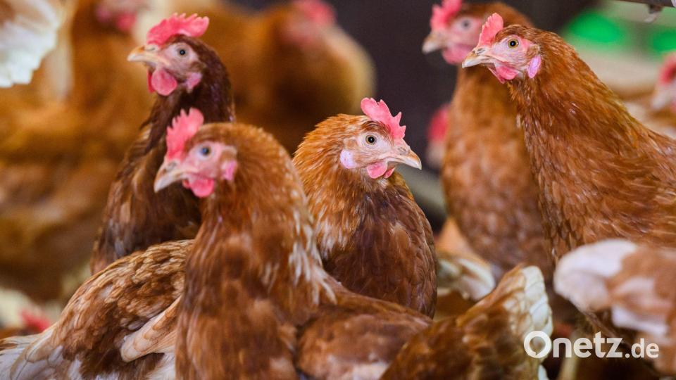 Ein mit dem Vogelgrippevirus H5N5 infizierter Mensch ist in den USA gestorben. (Symbolbild) Bild: Julian Stratenschulte/dpa