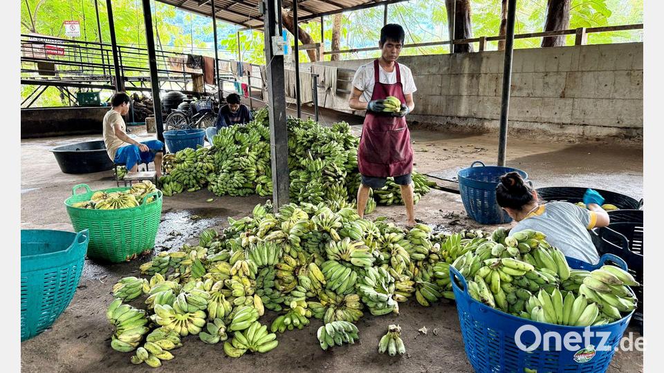 In der „Elefantenküche“ werden täglich Tausende Bananen für die Tiere vorbereitet. Bild: Carola Frentzen/dpa