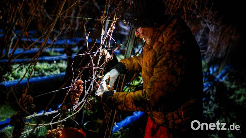 Ein Helfer erntet die gefrorenen Weintrauben in Ballrechten-Dottingen in Baden-Württemberg. Bild: Philipp von Ditfurth/dpa