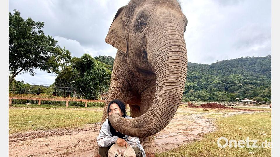 Mit ihren Rüsseln scheinen die Elefanten ihre Retterin zärtlich zu streicheln. Bild: Carola Frentzen/dpa