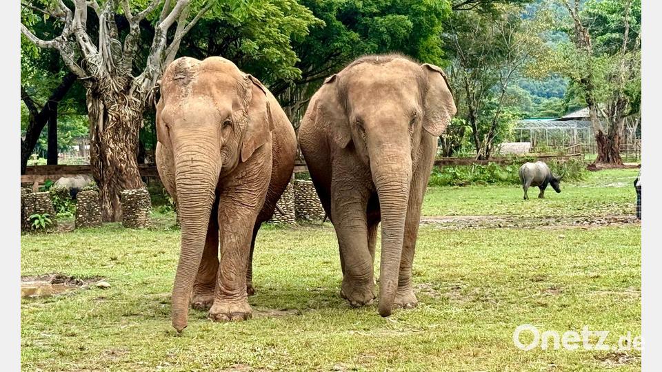 Im Elephant Nature Park können Elefanten nach Jahren der Ausbeutung neue Freundschaften schließen. Bild: Carola Frentzen/dpa