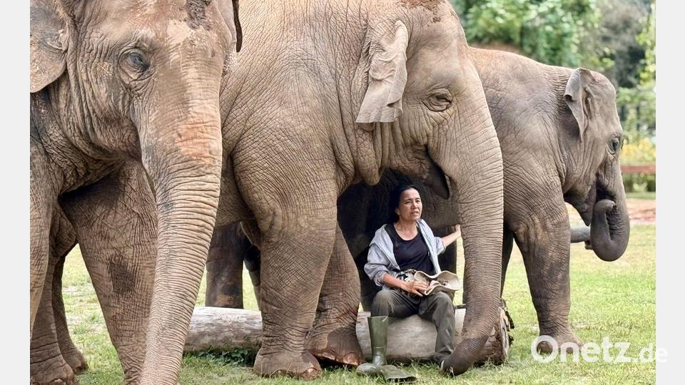 Oft singt Lek ihren Elefanten Schlaflieder, um sie zu beruhigen. Bild: Carola Frentzen/dpa