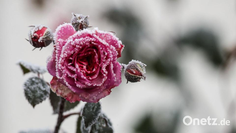 Raureif-Zauber: Rosen leuchten im kalten Morgen Bild: Thomas Warnack/dpa