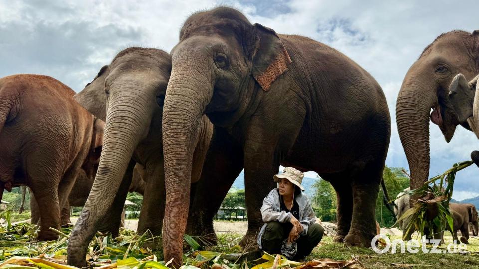 Völlig ohne Angst sitzt Lek oft unter den tonnenschweren Körpern ihrer Schützlinge. Bild: Carola Frentzen/dpa