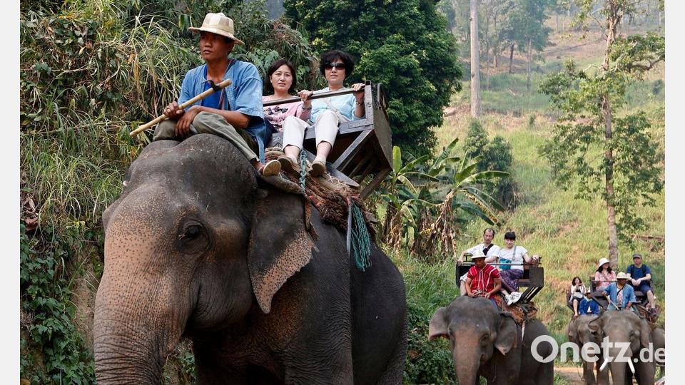 Noch immer werden Elefanten in Thailand für Touristenritte ausgebeutet - aber immer mehr Camps steigen auf eine tierfreundlichere Behandlung um. (Archivbild) Bild: picture alliance / dpa