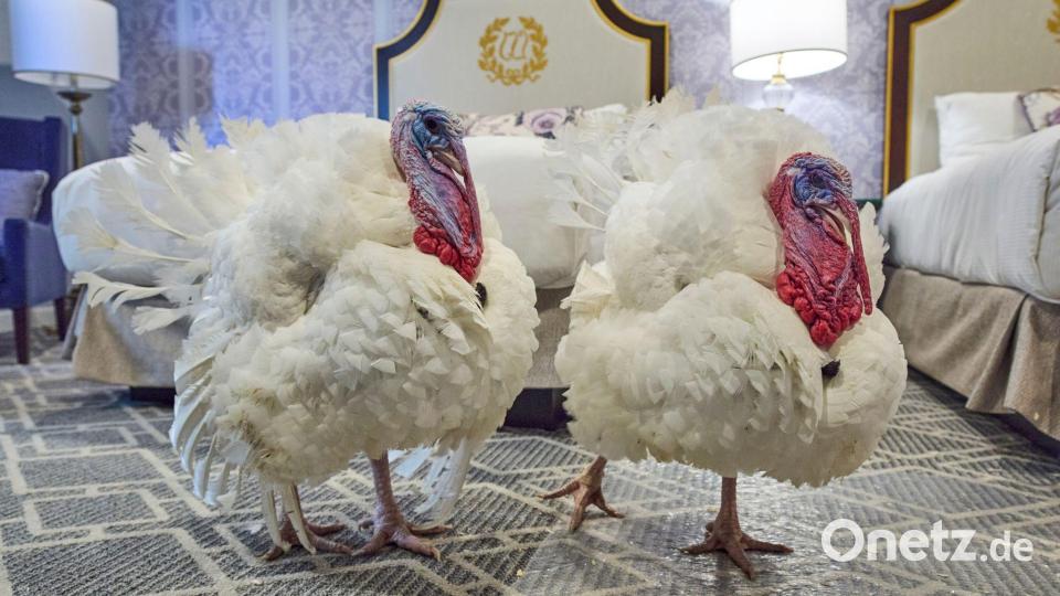 Zwei Truthähne, denen es gut geht. Bild: Jacquelyn Martin/AP/dpa