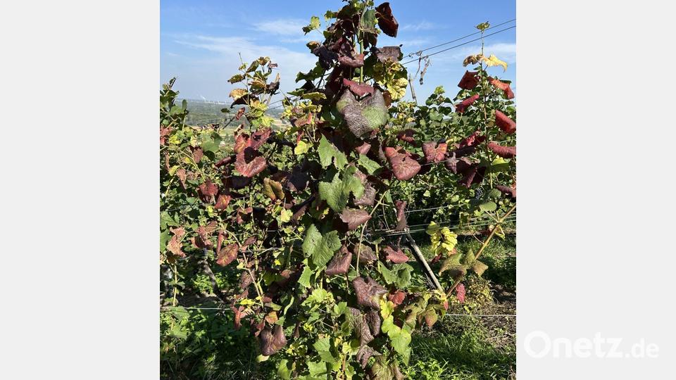 Ein Anzeichen für befallene Reben können unter anderem rötliche, eingerollte Blätter sein. Bild: -/WBI Freiburg/dpa