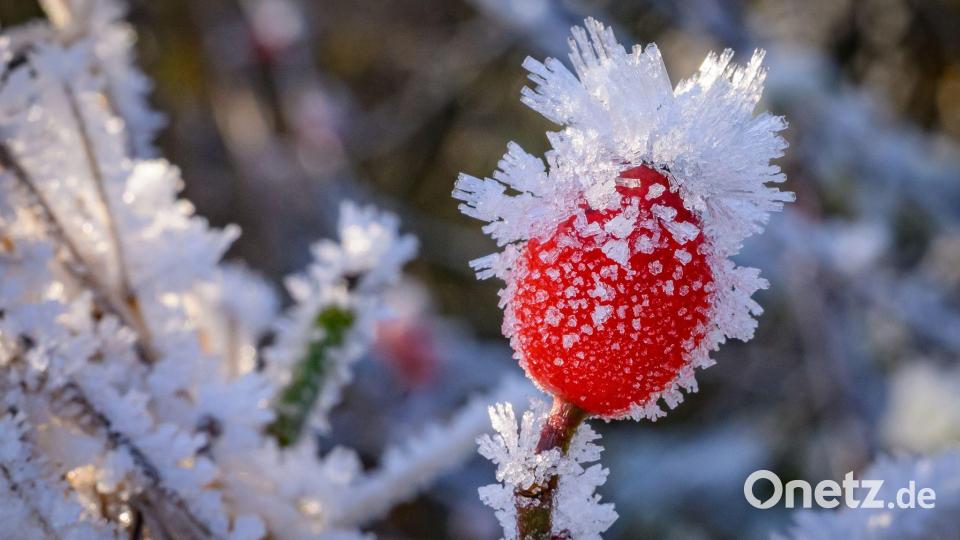 Raureif bedeckt eine Hagebutte in Brandenburg. Bild: Patrick Pleul/dpa