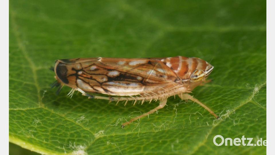 Die Amerikanische Rebzikade überträgt die Krankheit. Bild: Olaf Zimmermann/Landwirtschaftliches Technologiezentrum Augustenberg /dpa