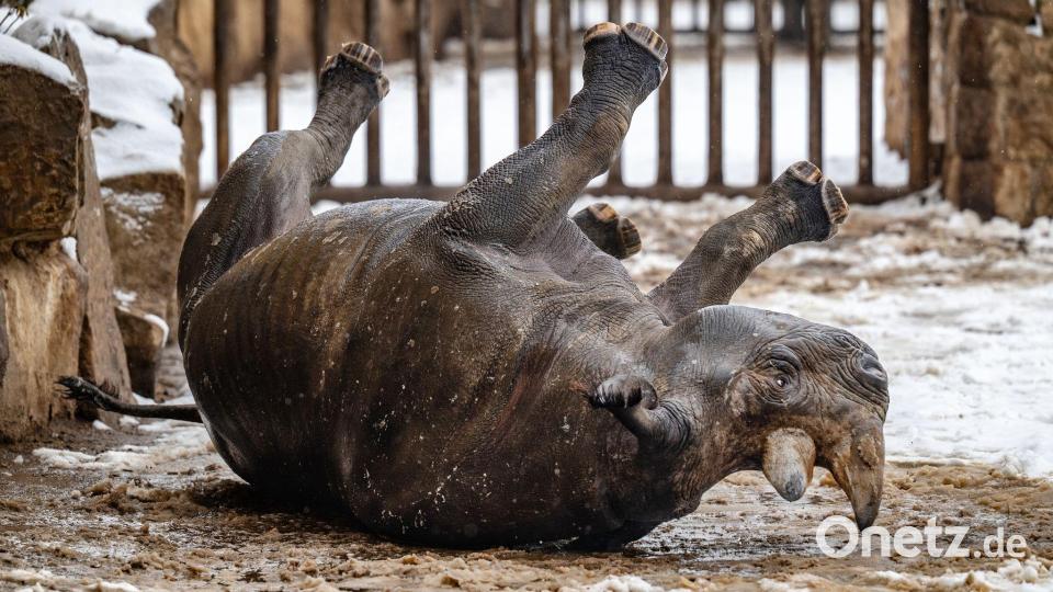 Rumkugeln - Nashorn im Schnee Bild: Taneèek David/CTK/dpa