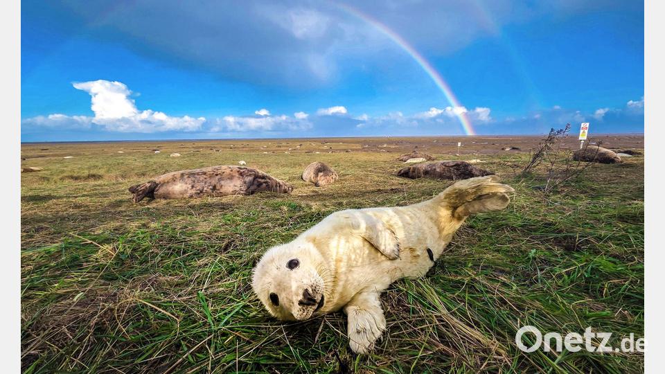 Räkeln vor Regenbogen: Junge Kegelrobbe in Nord-Lincolnshire. Bild: Danny Lawson/PA Wire/dpa