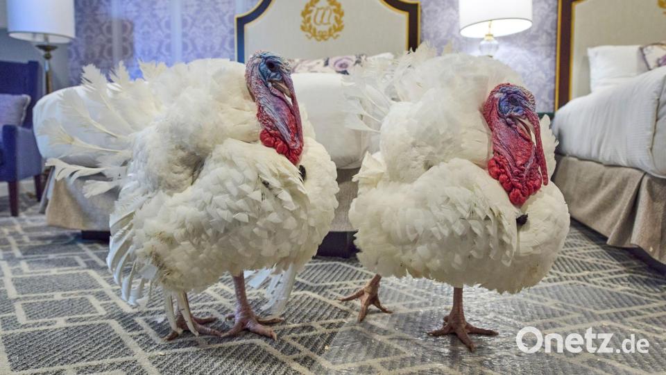 Die Truthähne &quot;Waddle&quot; und &quot;Gobble&quot;, die vor Thanksgiving symbolisch vom US-Präsidenten &quot;begnadigt&quot; werden, stehen in ihrem Hotelzimmer. Bild: Jacquelyn Martin/AP/dpa