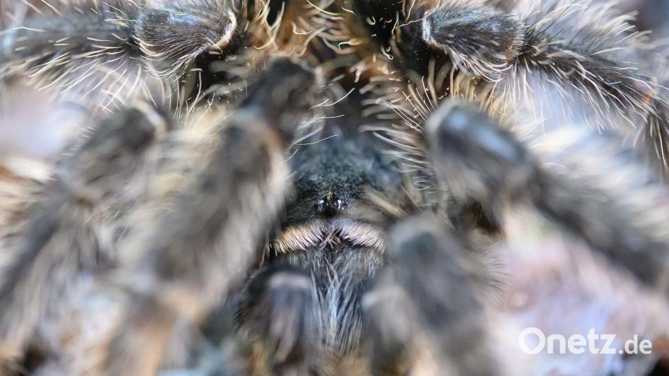 Schau mir in die Augen - klein und versteckt zwischen haarigen Beinen der Riesenvogelspinne bei einer Ausstellung Bild: Klaus-Dietmar Gabbert/dpa