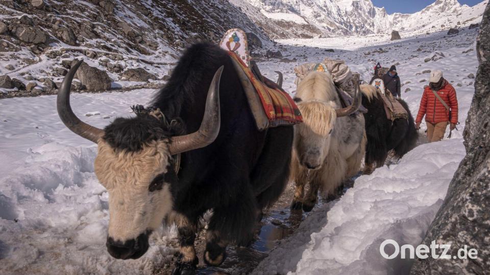 Yaks auf dem Weg durchs Gebirge. Bild: Peter Schröder