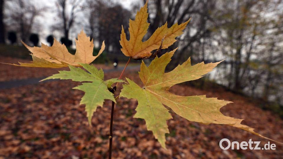 Der Deutsche Wetterdienst gibt seine Bilanz für den Herbst bekannt. (Symbolbild) Bild: Federico Gambarini/dpa