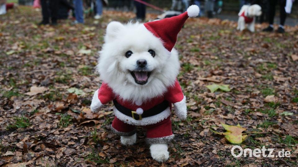 Ein Hund nimmt an der Weihnachtspulli-Parade von „Rescue Dogs of London and Friends“ teil. Bild: Jeff Moore/PA Wire/dpa
