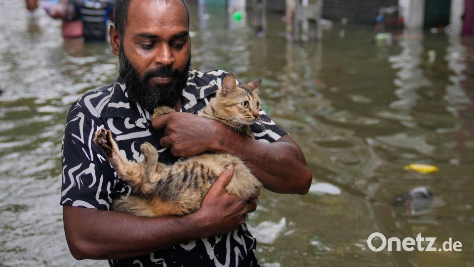 Mit Katze durch die überfluteten Straßen Bild: Eranga Jayawardena/AP/dpa