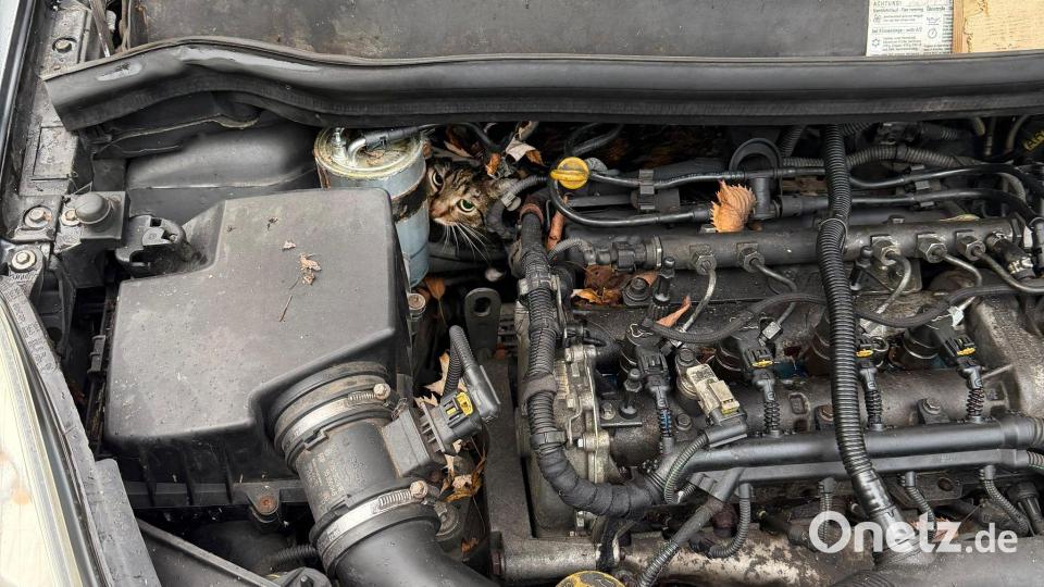 In höchster Not fanden Feuerwehrler eine eingeklemmte Katze in einem Auto vor. Bild: --/Berufsfeuerwehr Augsburg/dpa