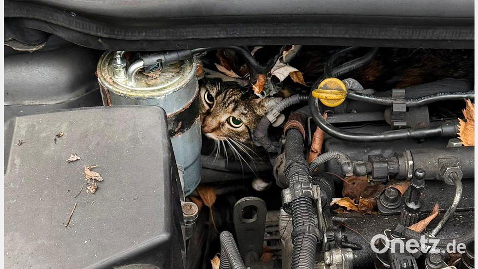 Fachleute haben den Motor so zerlegt, dass sie die Katze befreien konnten. Bild: --/Berufsfeuerwehr Augsburg/dpa