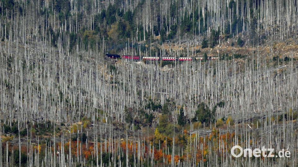 Dieses vom Bayerischen Journalisten Verband (BJV) zur Verfügung gestellte Foto zeigt einen Zug mit Dampflok, der durch den vom Borkenkäfer geschädigten Wald im Harz am Berg Brocken fährt. Bild: Matthias Schrader/AP/BJV/dpa