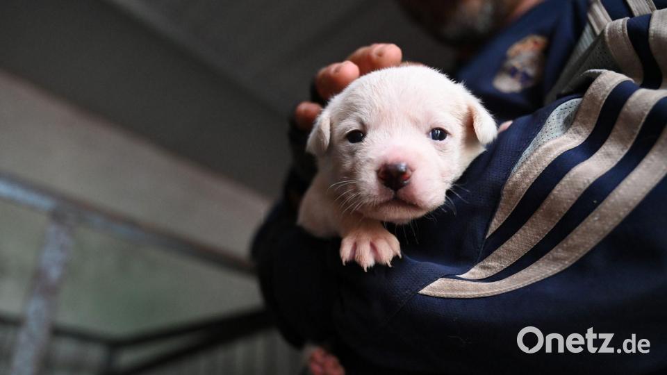 Die Polizisten fanden die Hundewelpen auf dem Beifahrersitz. (Symbolbild) Bild: Johannes Neudecker/dpa