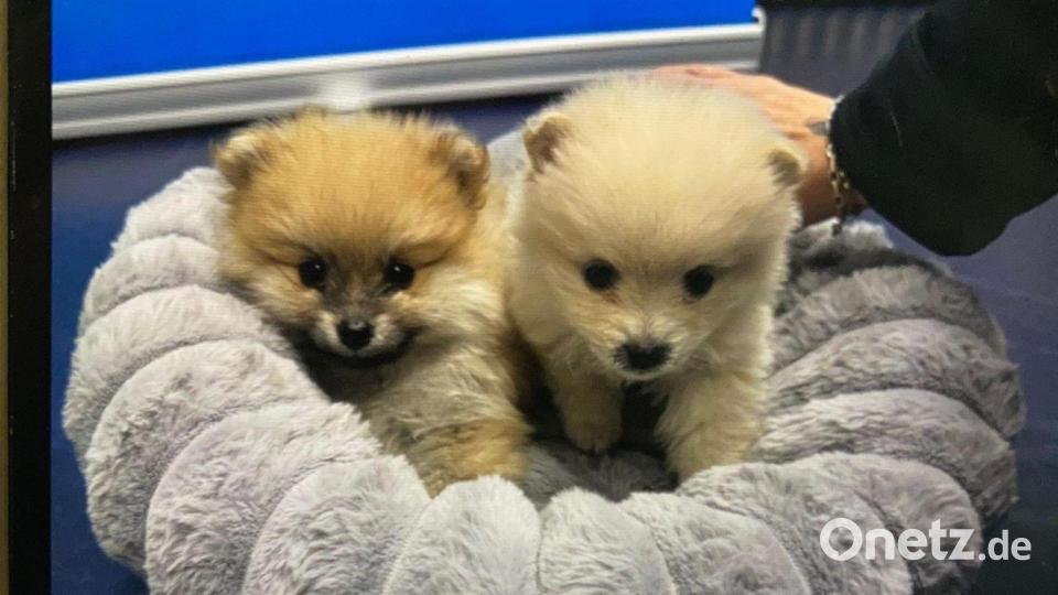 Die Polizei rettete die beiden unterkühlten Welpen. Bild: -/GPI Passau/dpa