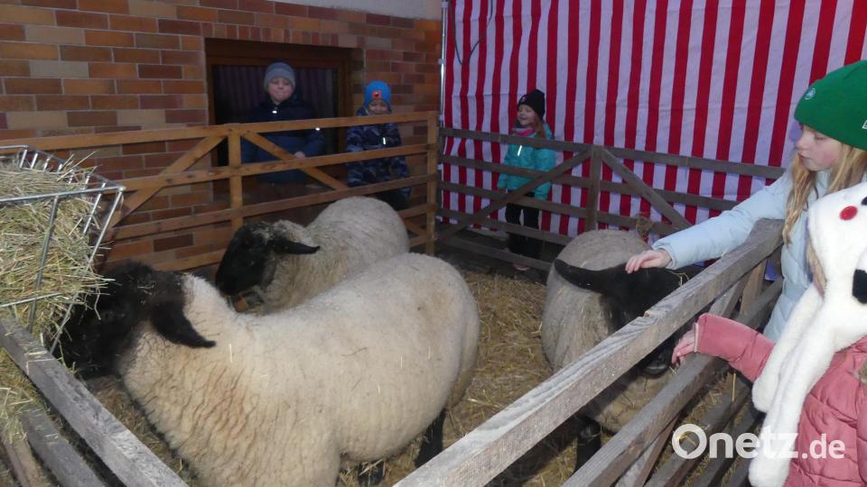 Die Schafe holten sich ihre Streicheleinheiten von den Kindern ab. Bild: rn