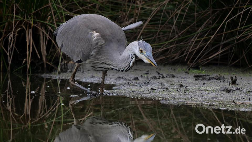 Thomas Stock fotografiert und filmt am liebsten Tiere in der Natur. Hier ist ein Graureiher auf der Jagd. Archivbild: Thomas Stock