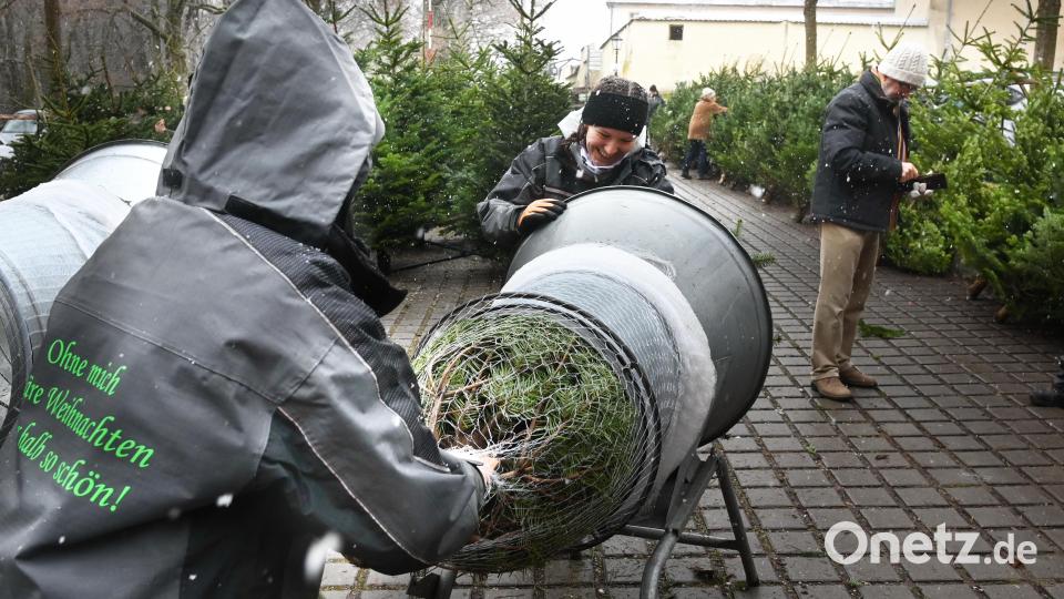 Auf dem Weihnachtsmarkt auf dem Mariahilfberg gibt es auch Christbäume. Bild: gf