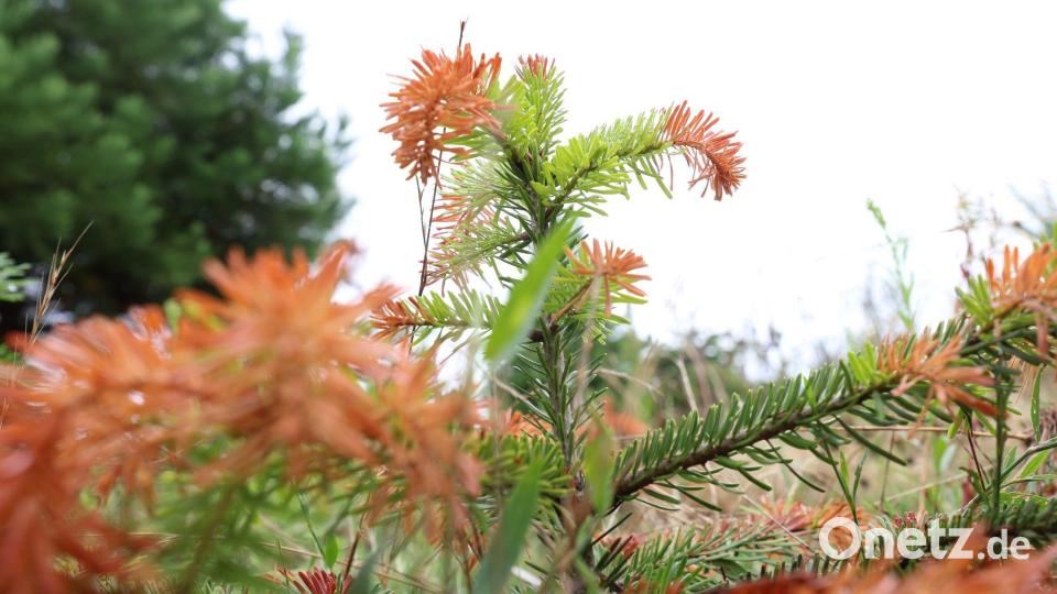 Trockenheit setzt vor allem jungen Christbäumen immer mehr zu. (Archivbild) Bild: Karl-Josef Hildenbrand/dpa