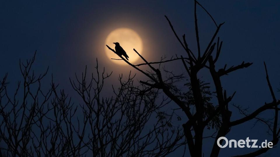 Supermond: Der letzte Vollmond des Jahres steht am Himmel über Istanbul. Bild: Emrah Gurel/AP/dpa
