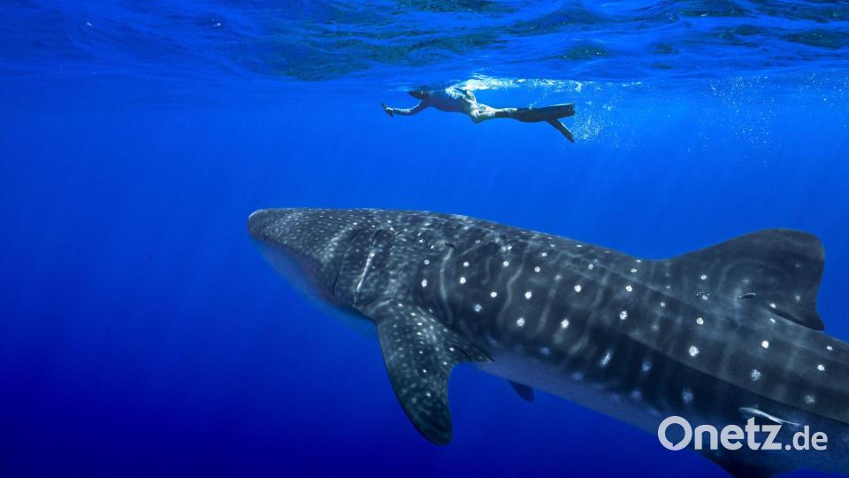 Unter anderem für den Wahlhai beschloss die Weltartenkonferenz in Samarkand ein kommerzielles Handelsverbot. (Archivbild) Bild: Flora Tomlinson-Pilley/AP/dpa
