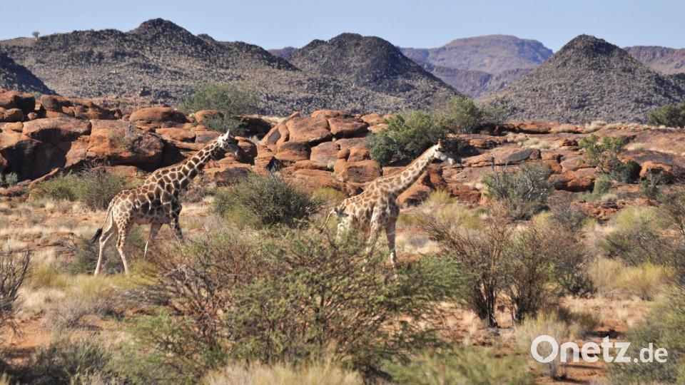 Giraffen bleiben weiterhin geschützt. (Archivbild) Bild: Julia Ruhnau/dpa-tmn/dpa