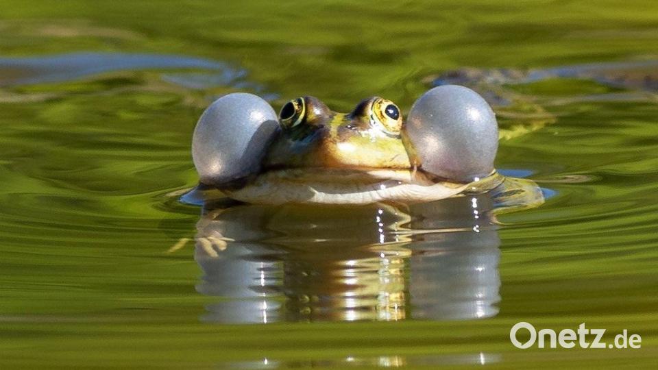 Auch für Wasserfrösche sollen künftig Handelsbeschränkungen gelten. (Archivbild) Bild: Soeren Stache/dpa-Zentralbild/dpa