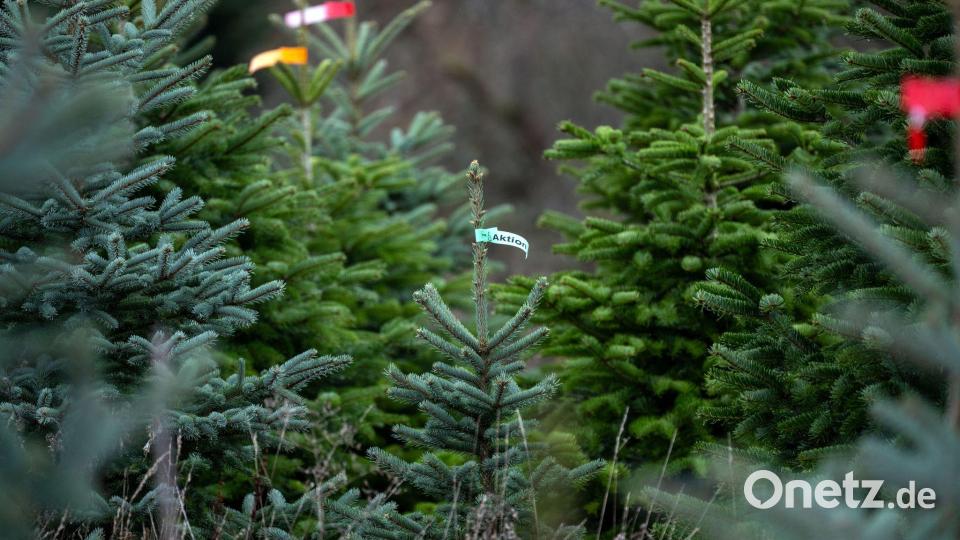Die Christbaumsaison ist in vollem Gange. (Archivbild) Bild: Pia Bayer/dpa