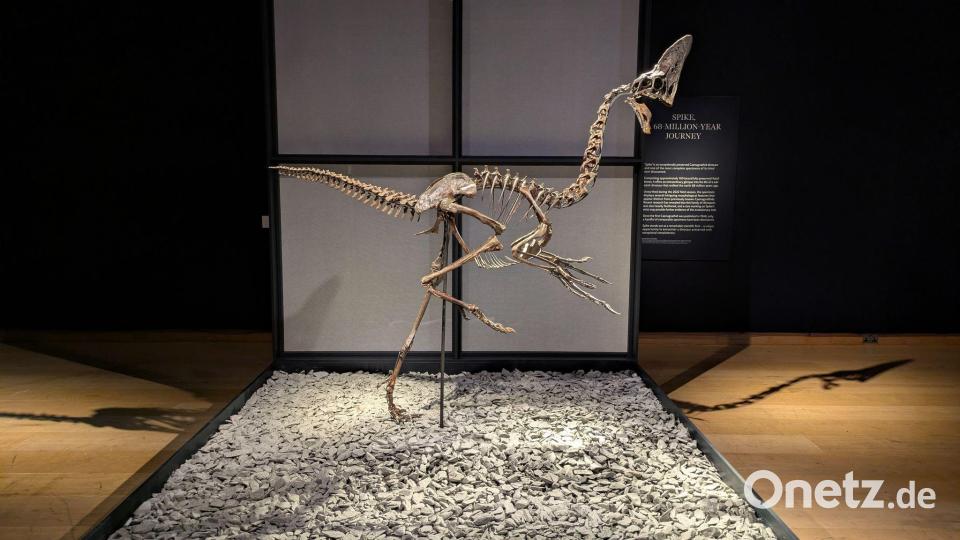 Das Skelett eines Oviraptorosauriers namens &quot;Spike&quot; stammt aus der Kreidezeit. Bild: Philip Dethlefs/dpa