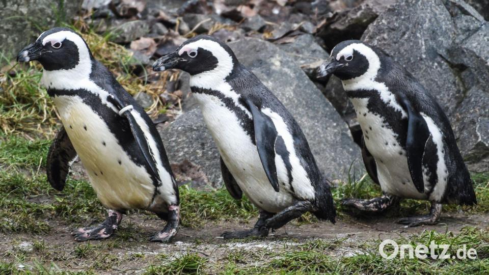 Brillenpinguine im Tierpark Berlin Bild: Kira Hofmann/dpa-Zentralbild/ZB